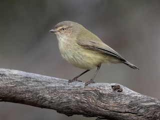  - Weebill