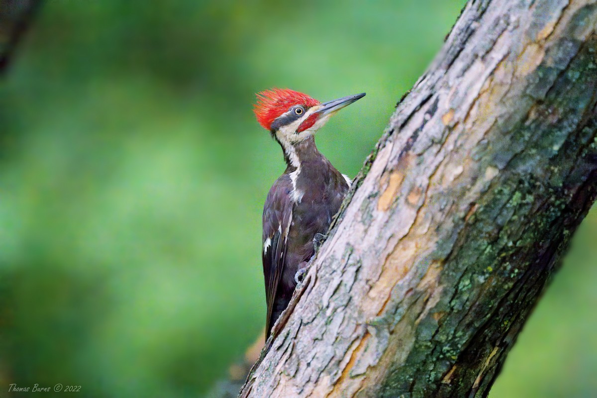 eBird Checklist 6 Aug 2022 10 species