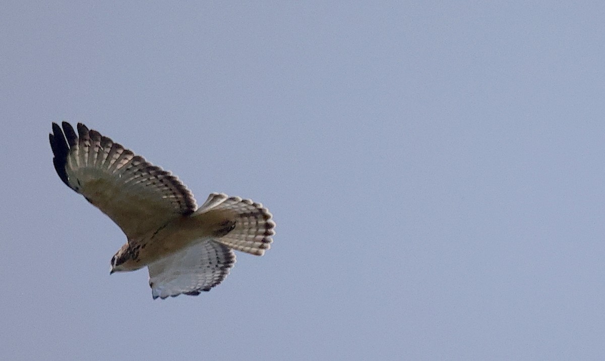 Ebird Checklist - 6 Aug 2022 - Mt. Lemmon--bear Wallow - 16 Species