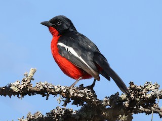  - Crimson-breasted Gonolek