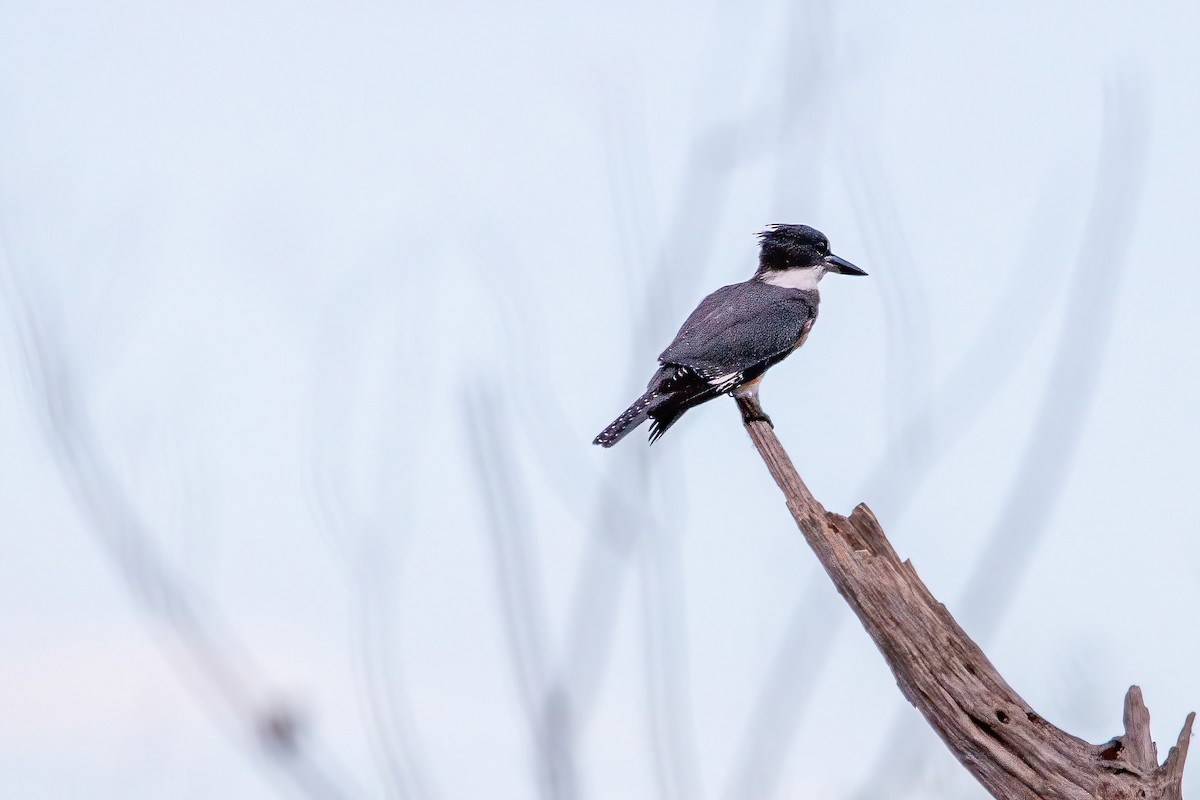 Belted Kingfisher - ML473159291