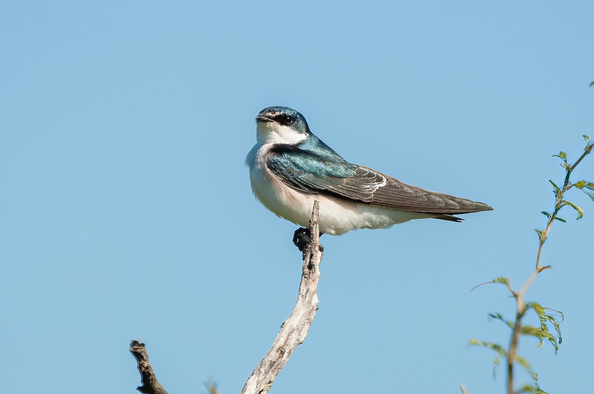 White-rumped Swallow - Raphael Kurz -  Aves do Sul