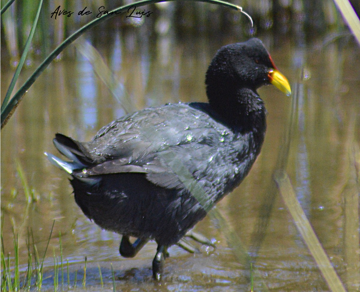 Red-fronted Coot - Luciano Perotti