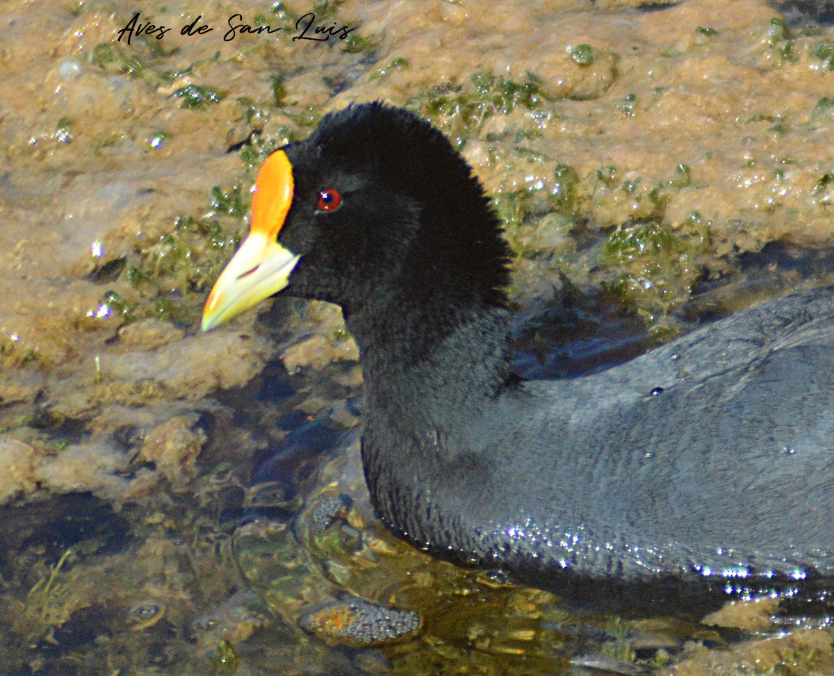 White-winged Coot - Luciano Perotti