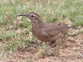  - Patagonian Forest Earthcreeper