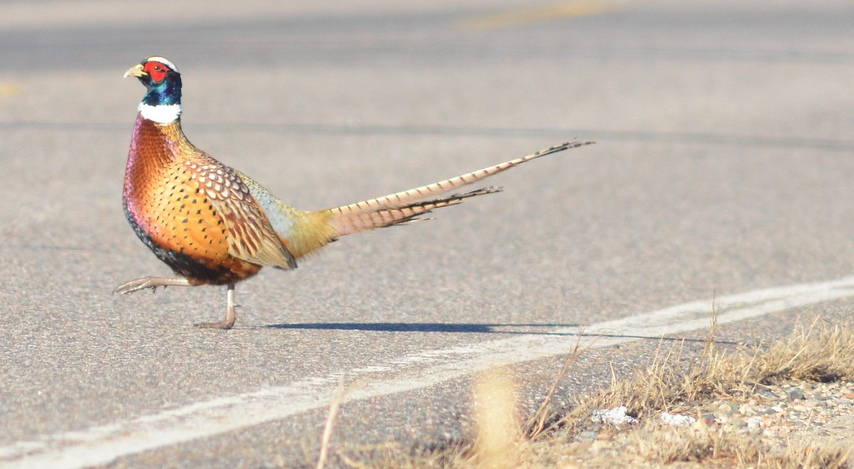 Ring-necked Pheasant - Malcolm Gold