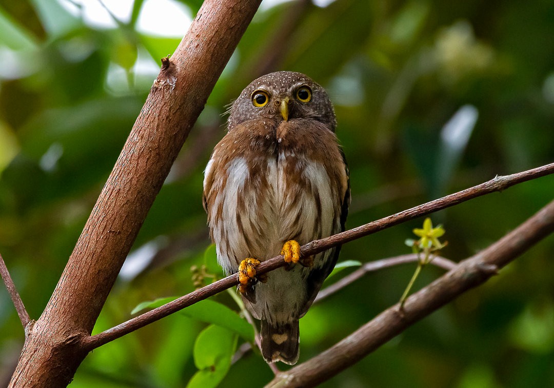 Amazonian Pygmy-Owl - ML473168731