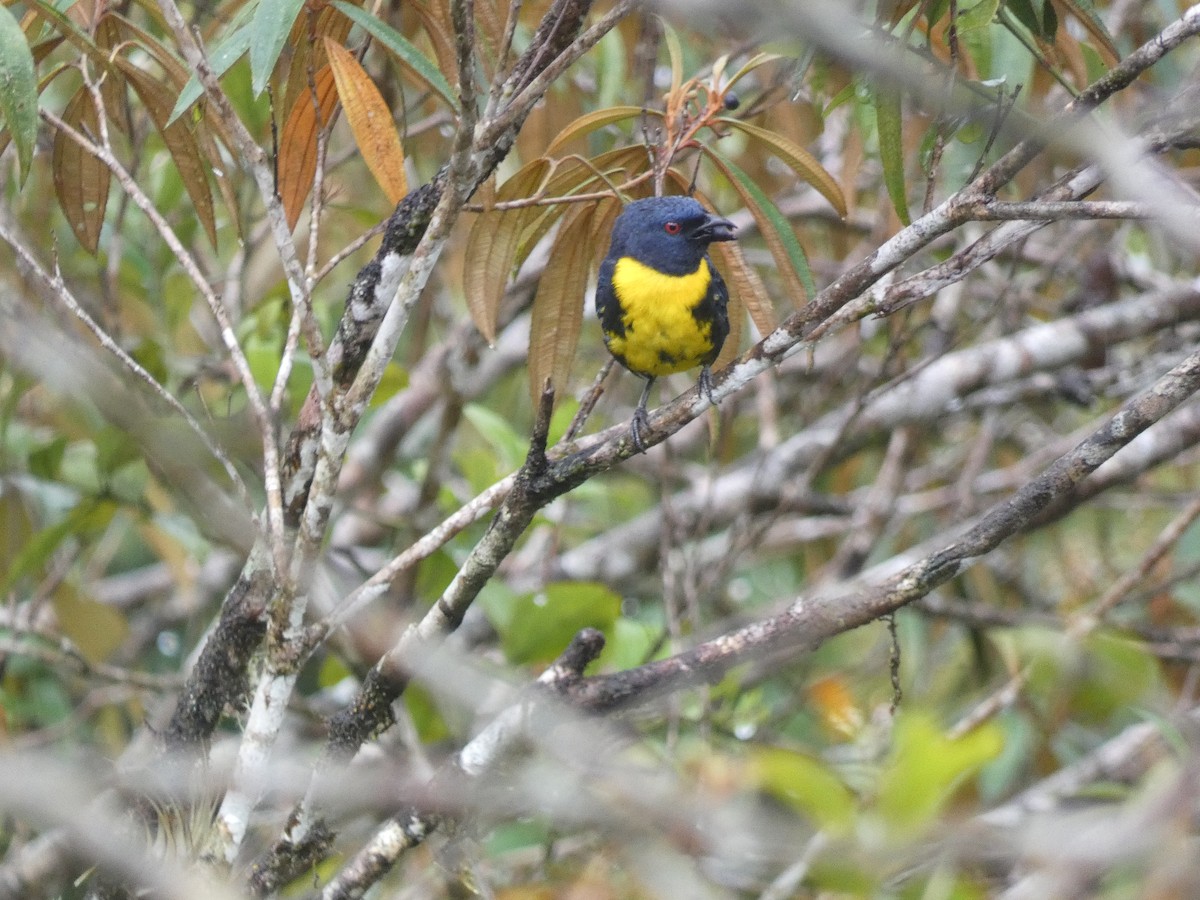 Blue-and-gold Tanager - ML473170201