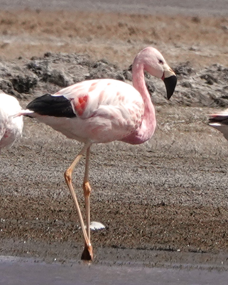 Andean Flamingo - Don Marsh