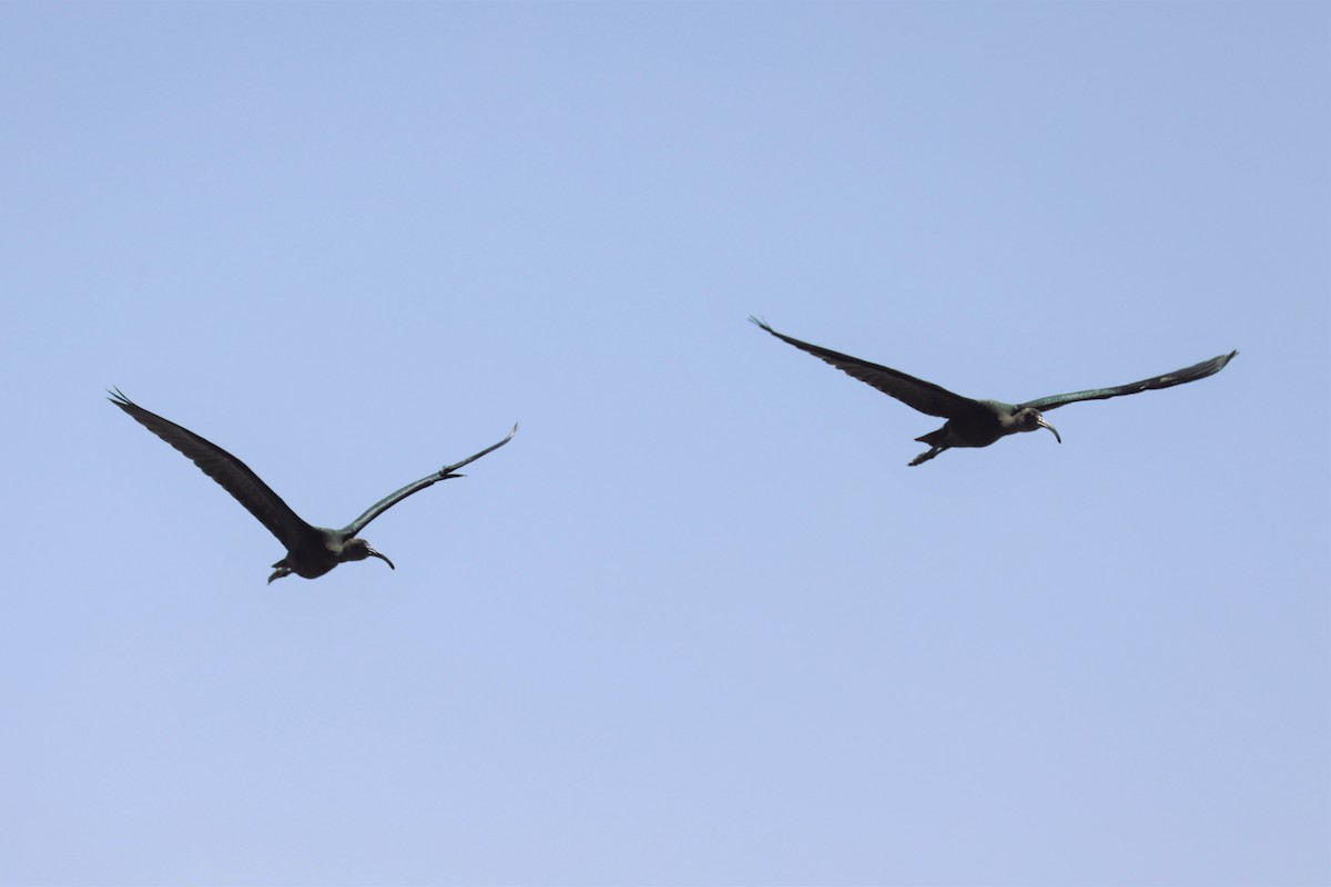 ibis americký - ML473171151