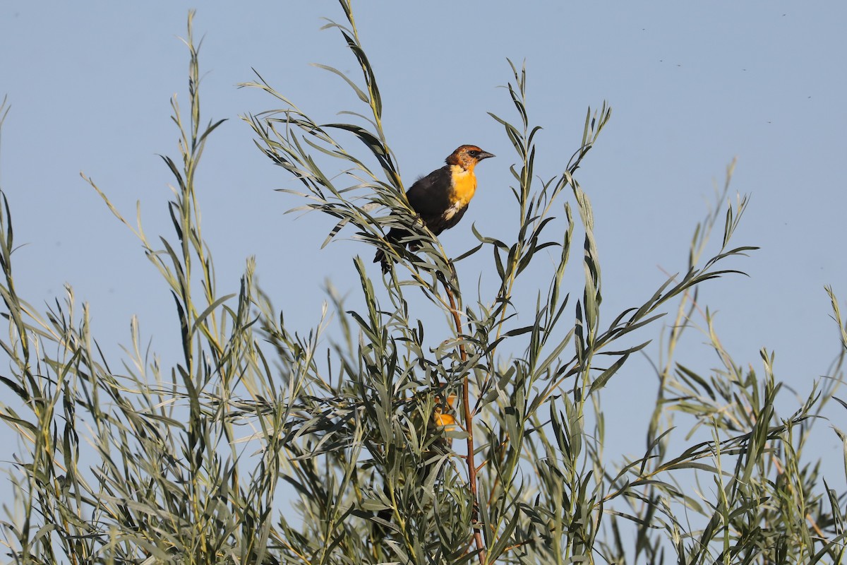 Yellow-headed Blackbird - Central Oregon Historical Records