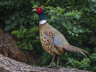 Ring-necked Pheasant, ML473177211
