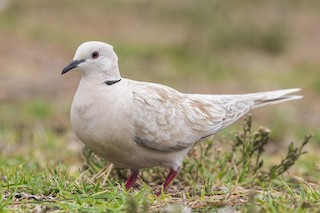 African Collared-Dove, ML473177241
