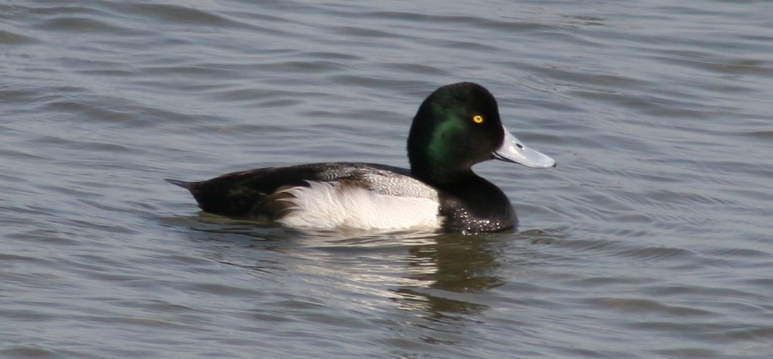 Greater Scaup - ML47318331
