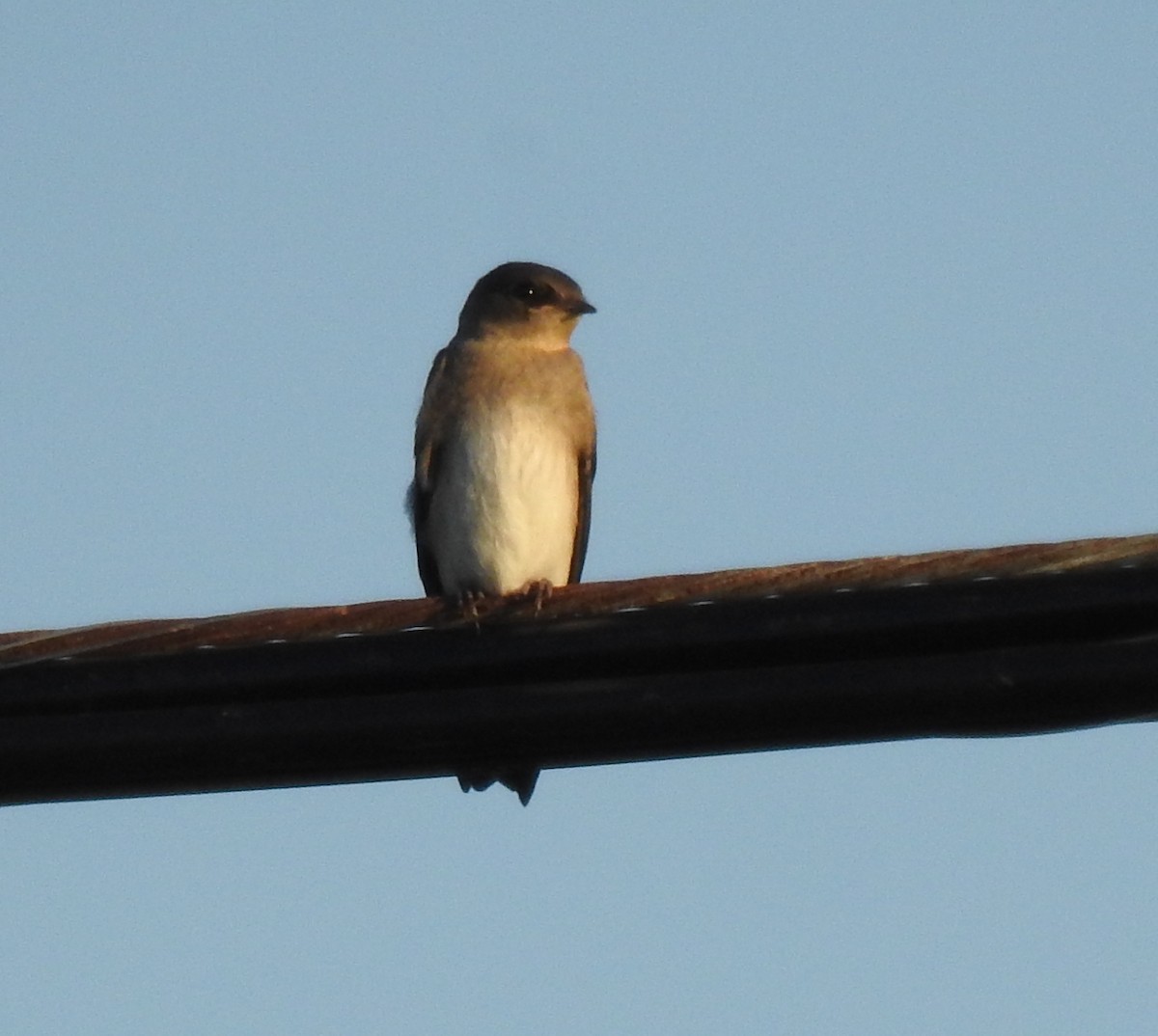 Northern Rough-winged Swallow - Jody  Wells