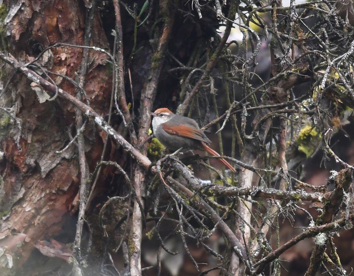 Line-cheeked Spinetail (Baron's) - ML473188341