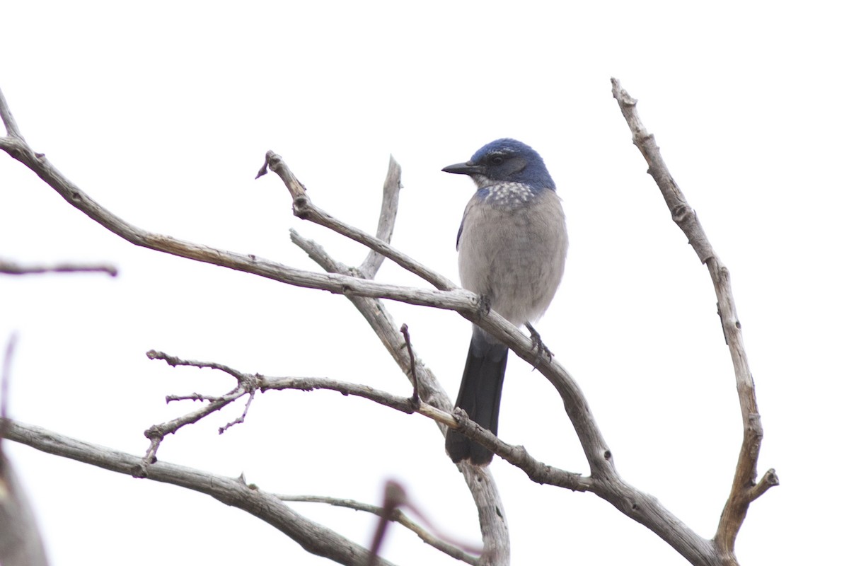 ML47319091 Woodhouse's ScrubJay Macaulay Library