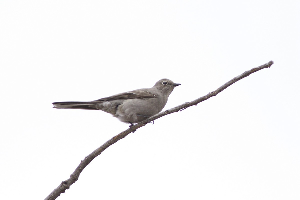 Townsend's Solitaire - ML47319131