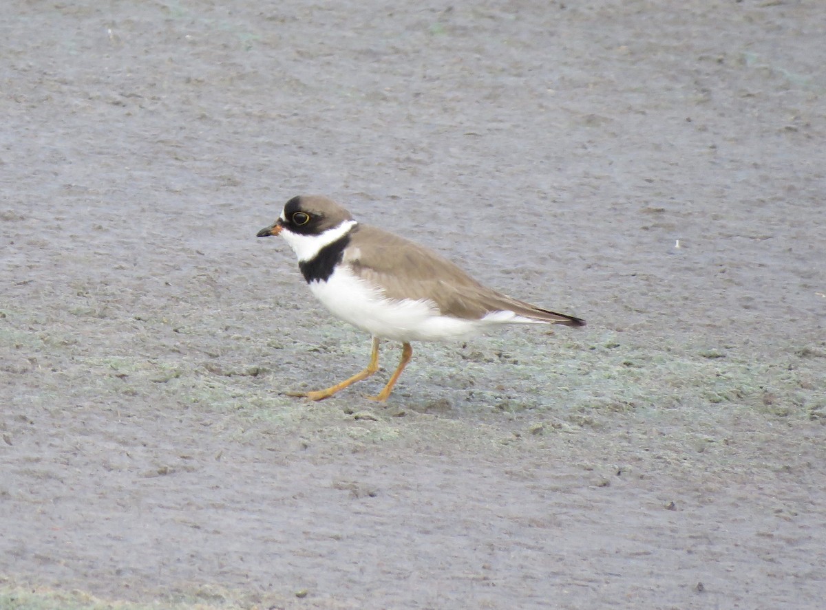 Semipalmated Plover - ML473195141
