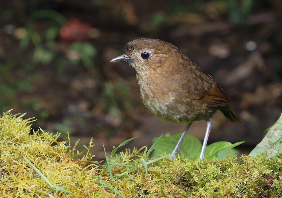 Brown-banded Antpitta - ML473198001