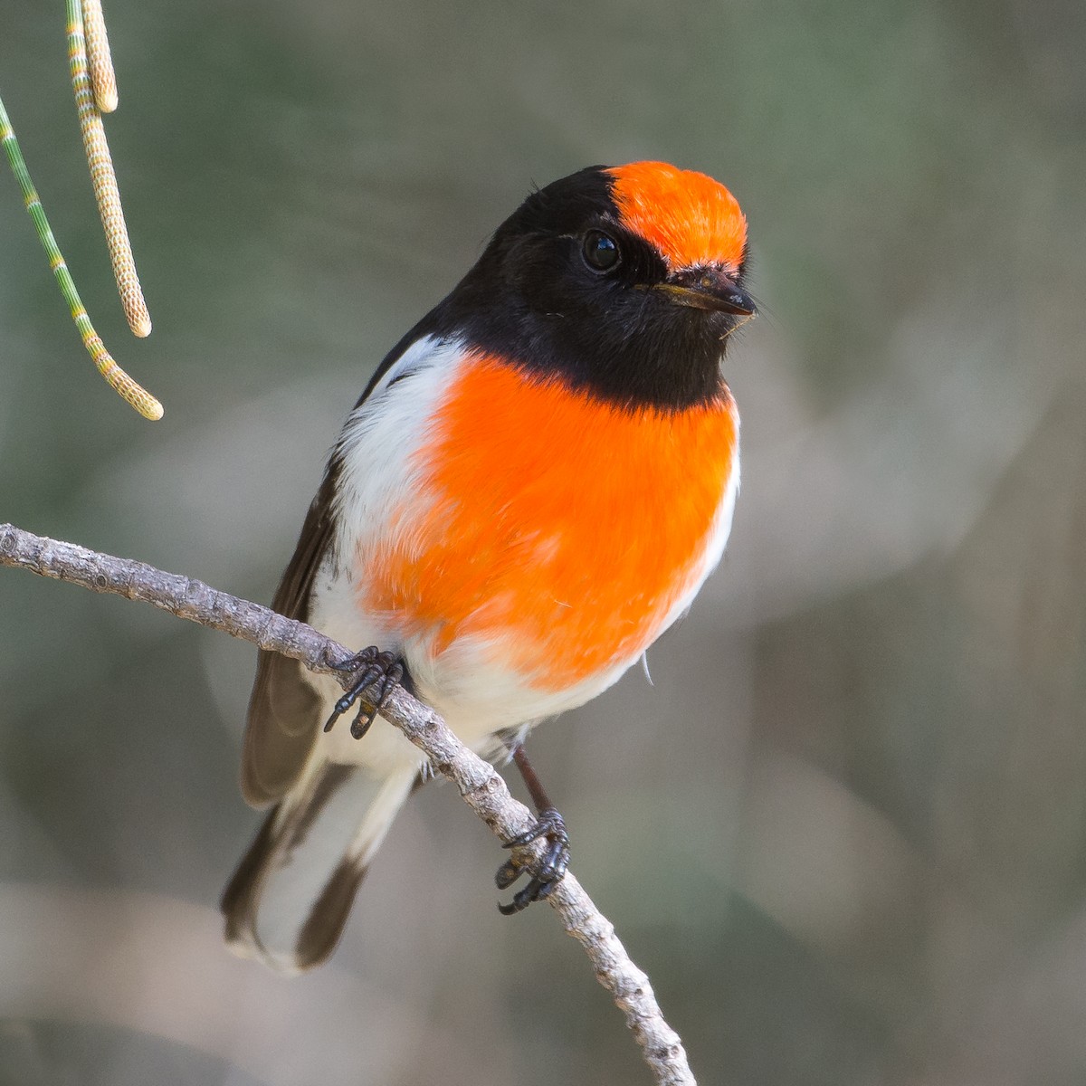 Red-capped Robin - Christine  Chester