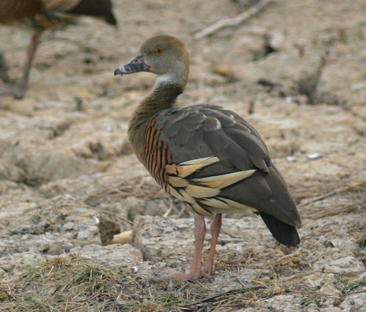 Plumed Whistling-Duck - Dave Czaplak