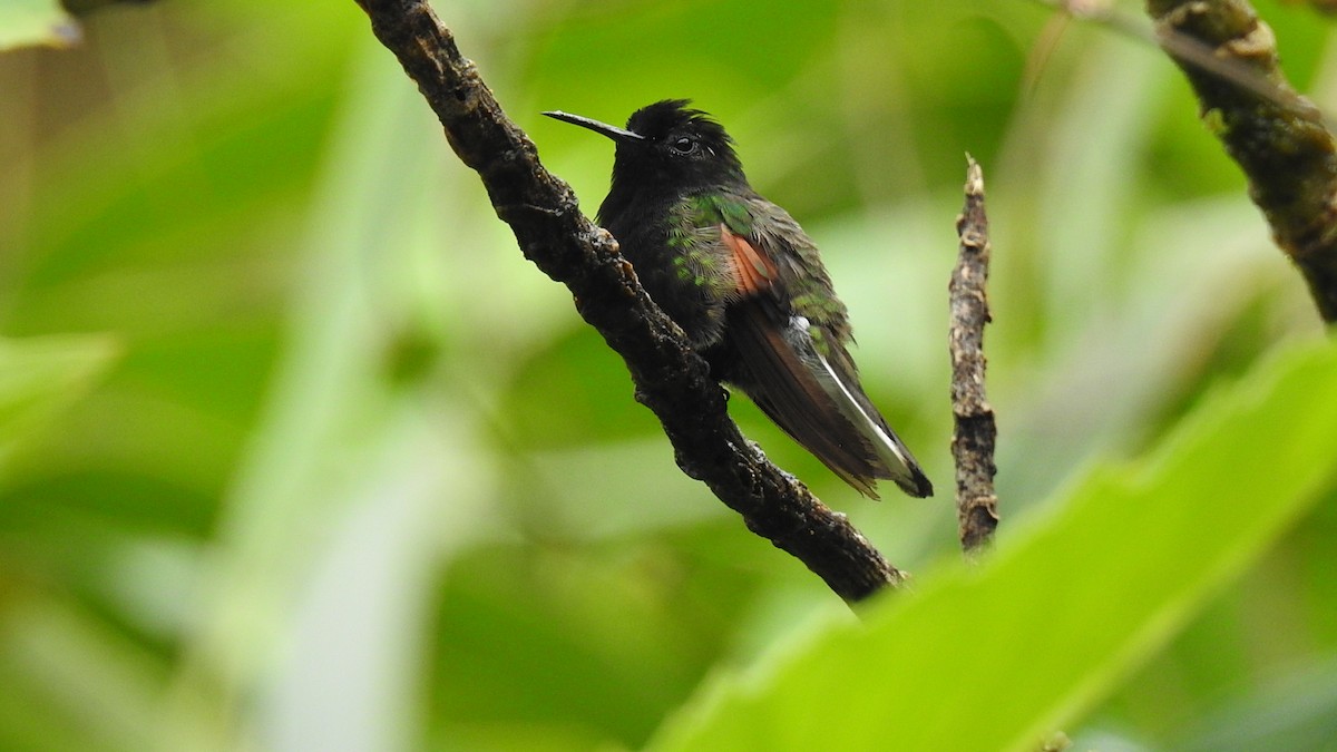 Black-bellied Hummingbird - ML473206251