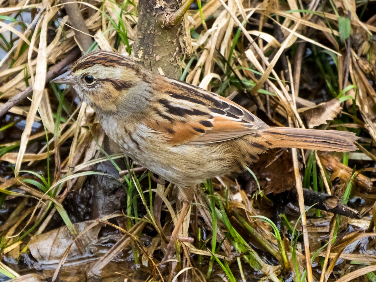 Swamp Sparrow - ML47320801