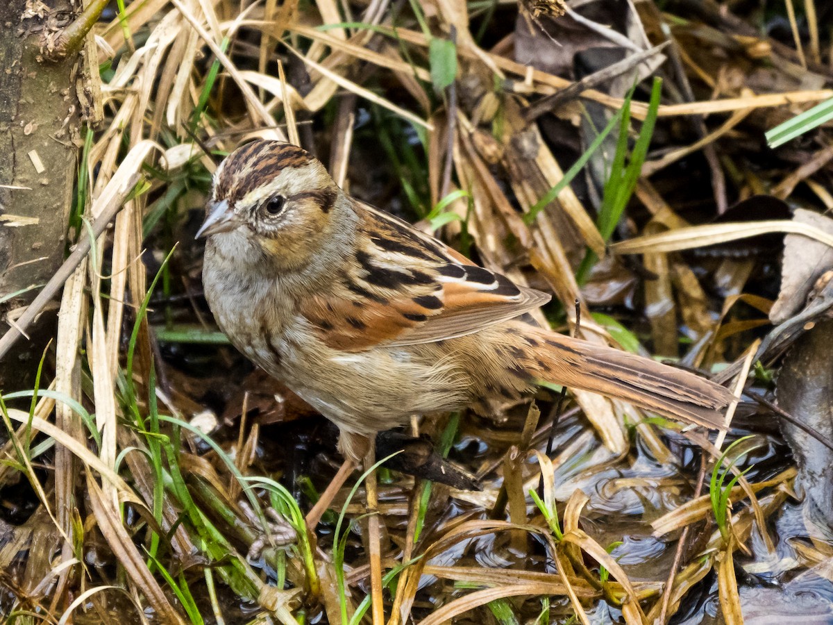 Swamp Sparrow - Steve Rushing