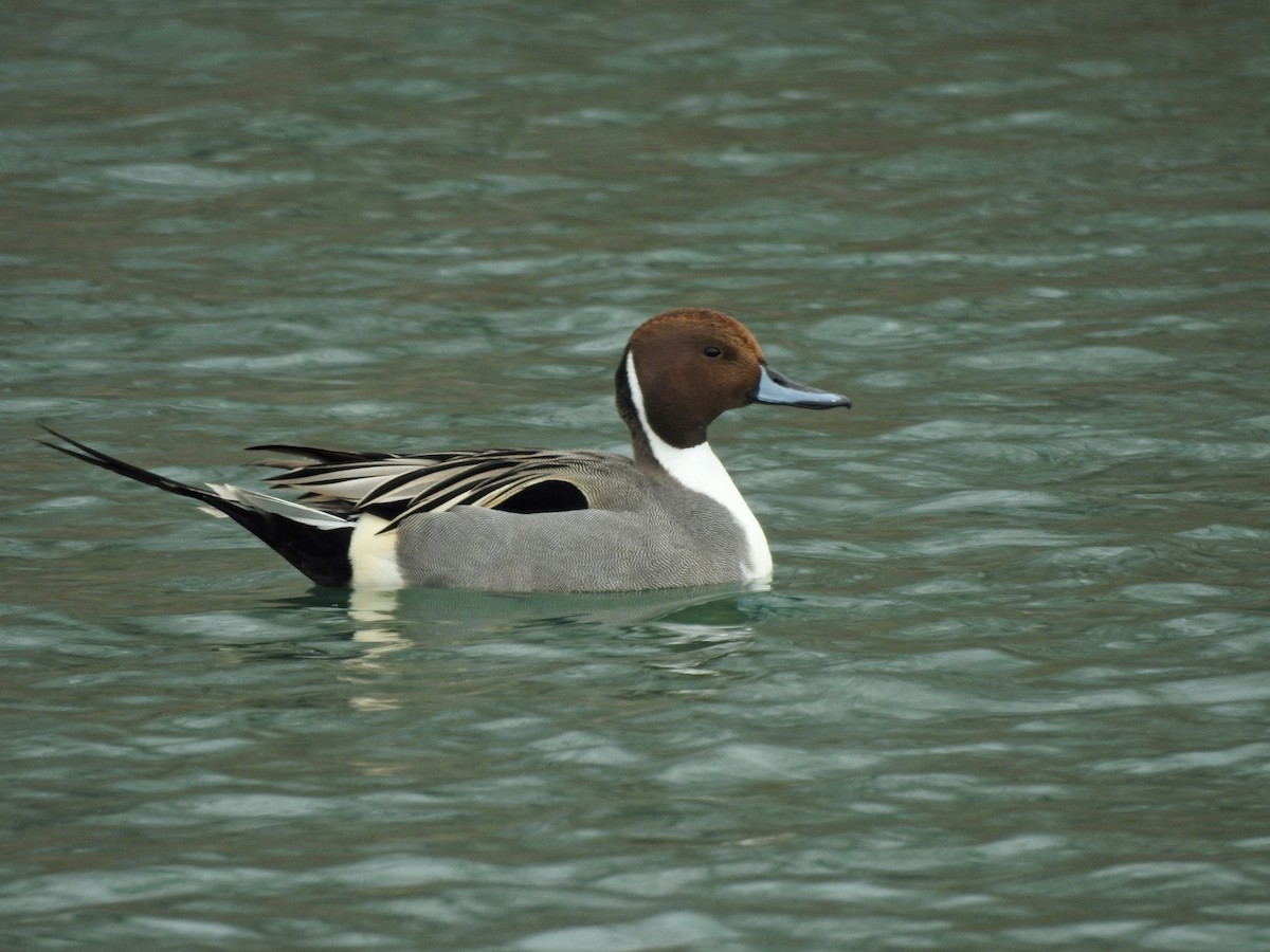 Northern Pintail - Mary Rumple