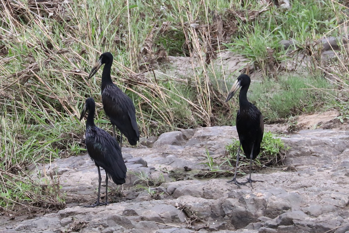 African Openbill - Trina Anderson