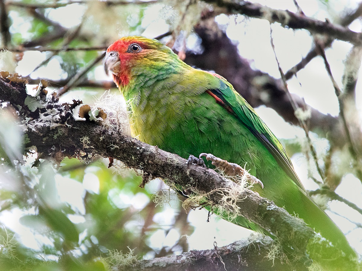 Red-faced Parrot - ML473212891