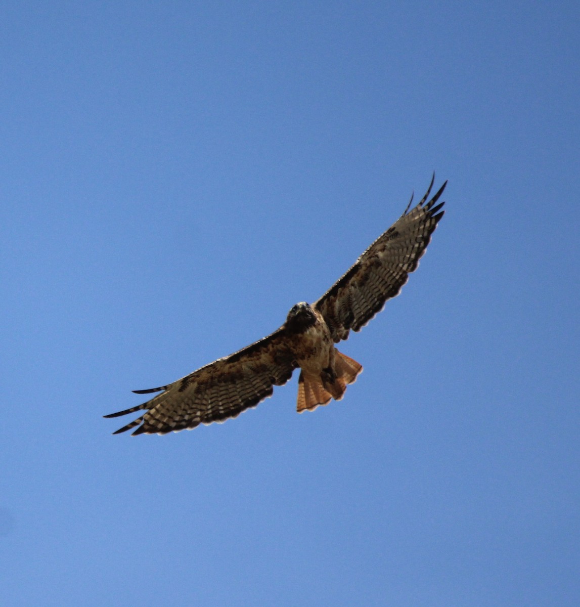 Red-tailed Hawk - Tom Uslan