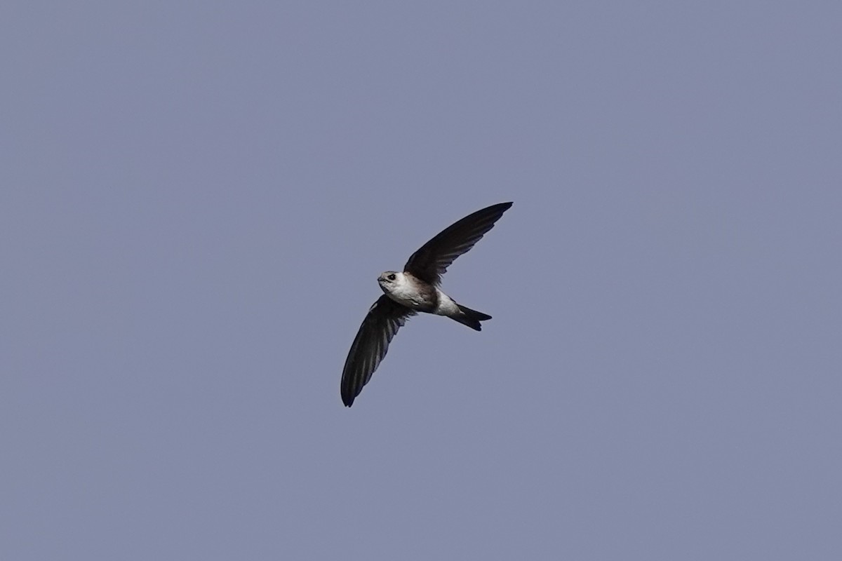 Andean Swift - ML473216071