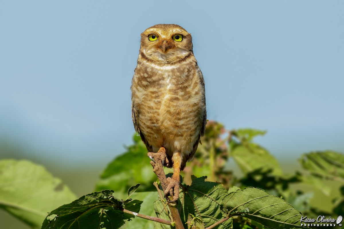 Burrowing Owl - ML47321851