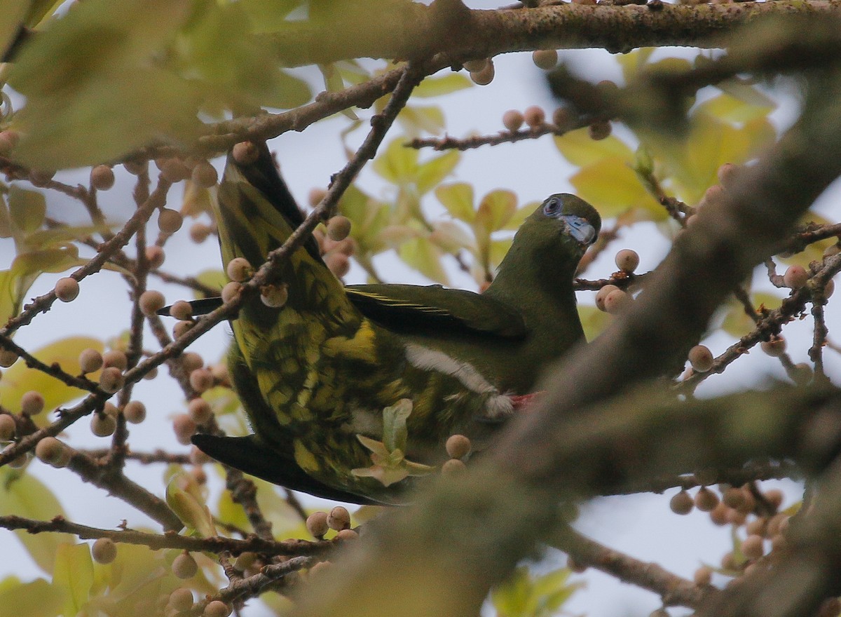 Yellow-vented Green-Pigeon - Neoh Hor Kee