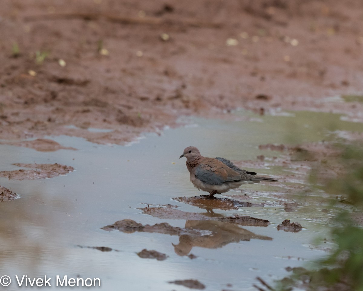 Laughing Dove - ML473226061