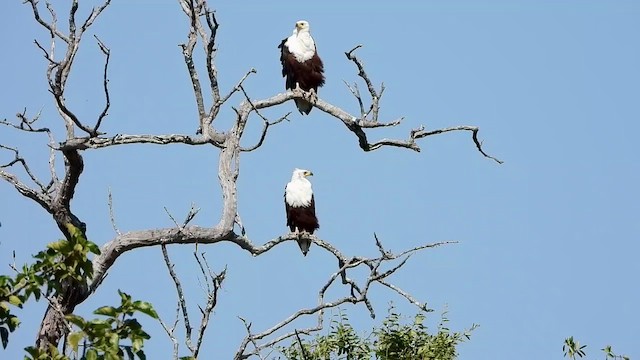 African Fish-Eagle - ML473229811