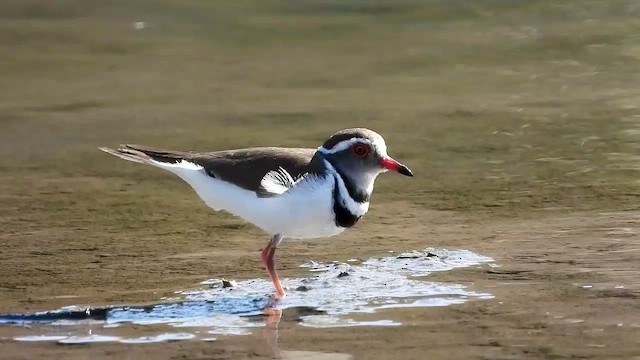 Three-banded Plover - ML473230551