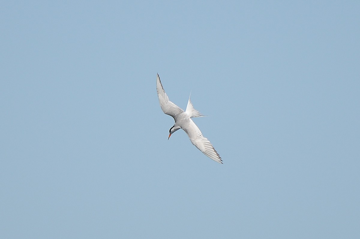Forster's Tern - Cory Gregory