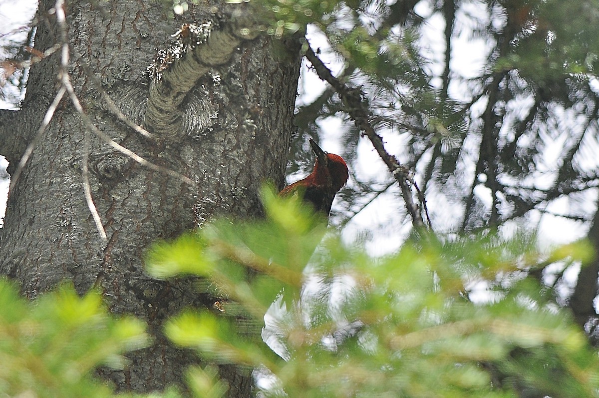 Red-breasted Sapsucker - ML473232531