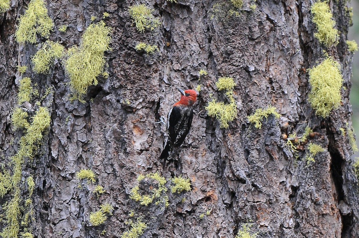 Red-breasted Sapsucker - ML473232541