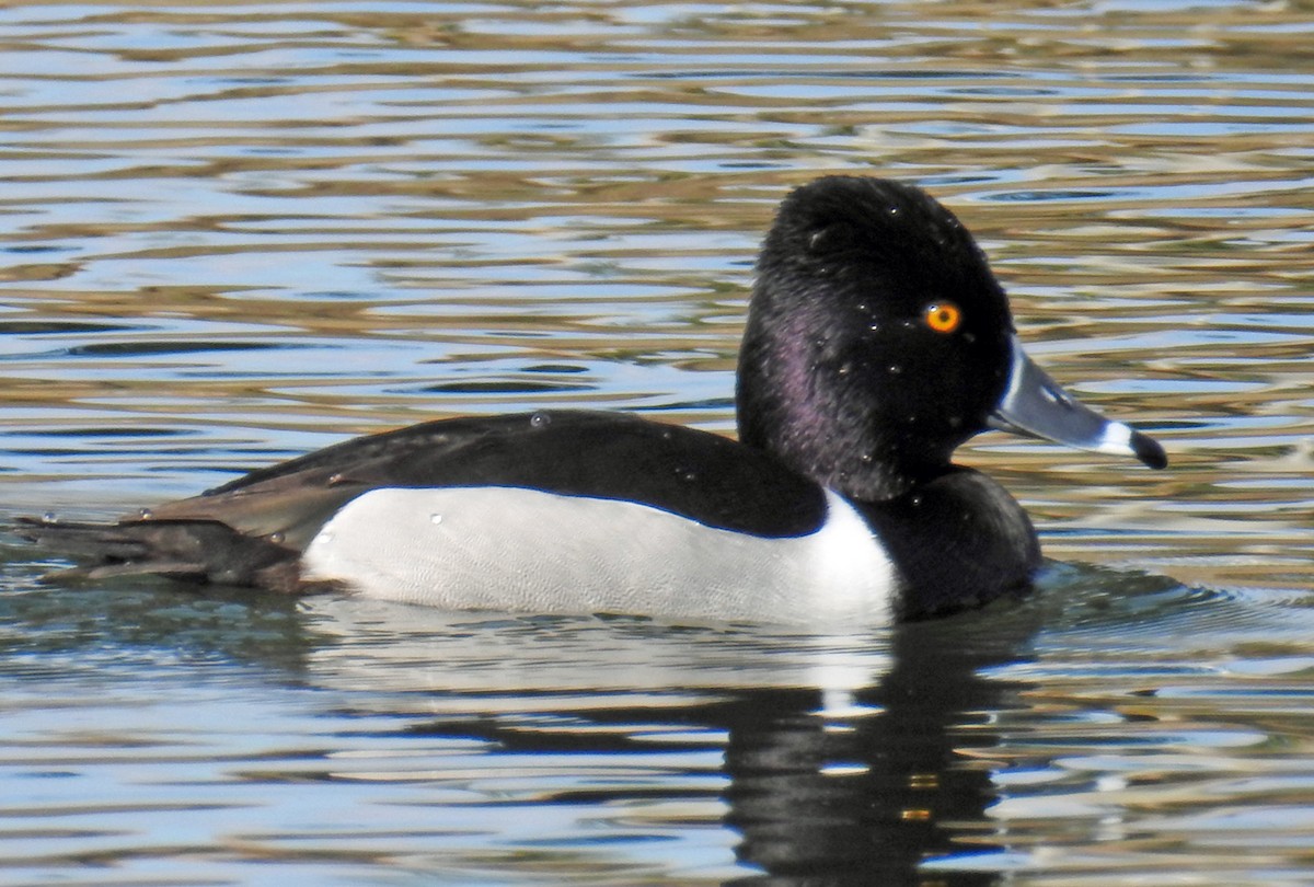 Ring-necked Duck - ML47323301