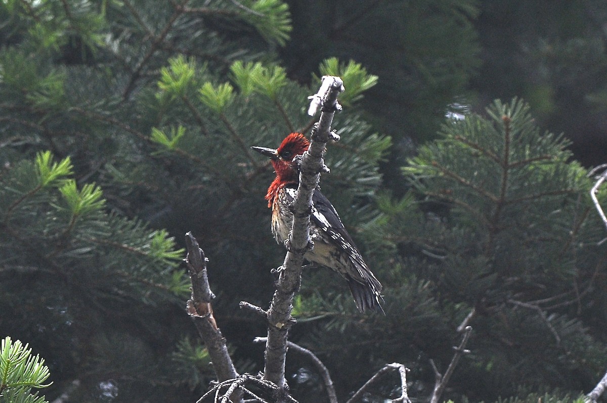Red-breasted Sapsucker - ML473233161