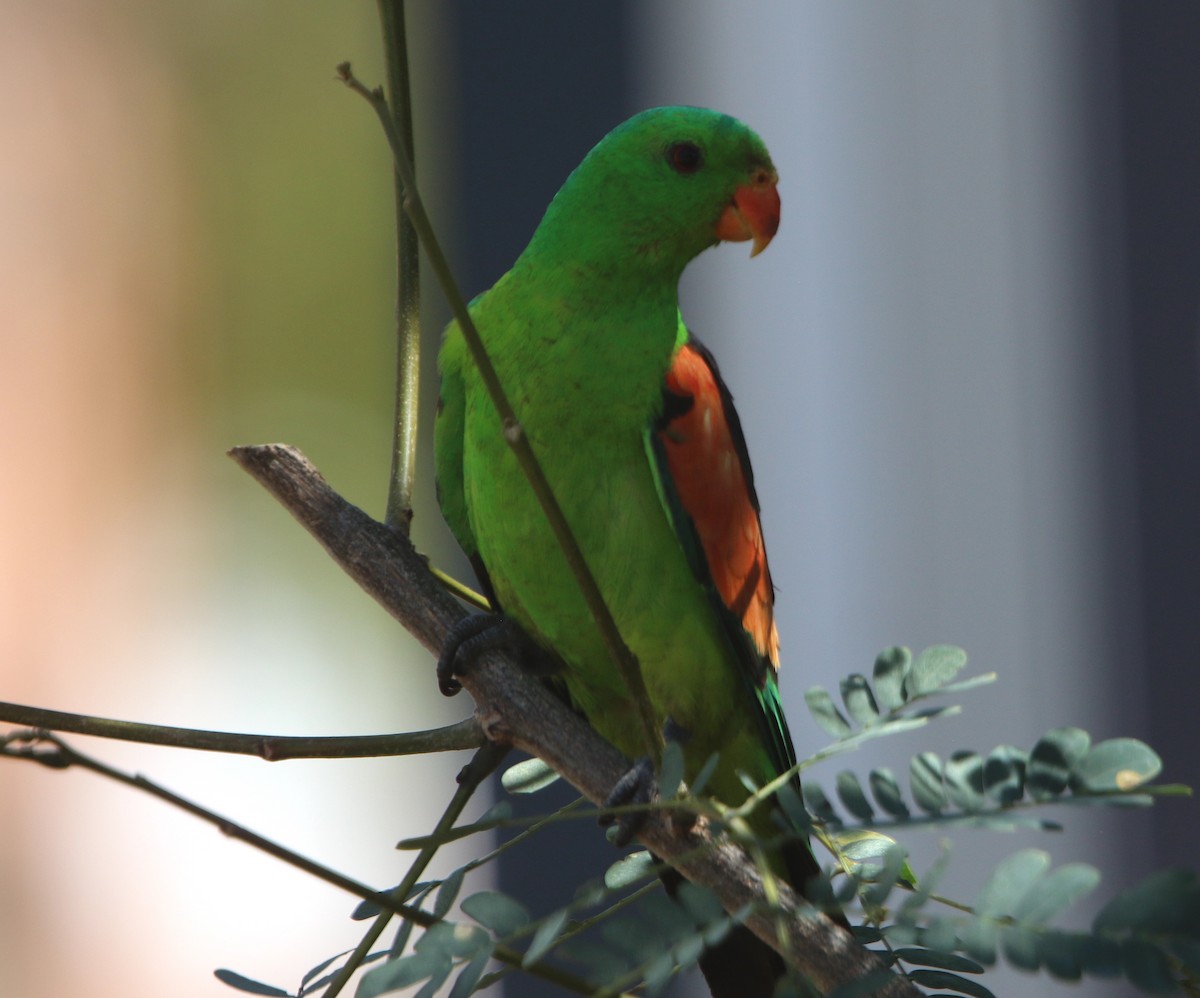 Red-winged Parrot - ML473236161