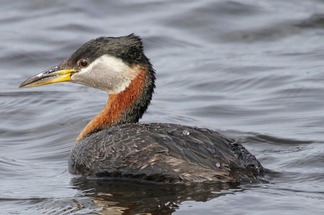 Red-necked Grebe - ML47323961
