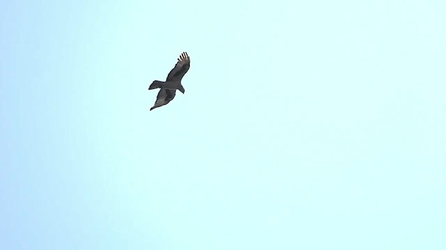 African Hawk-Eagle - ML473239701
