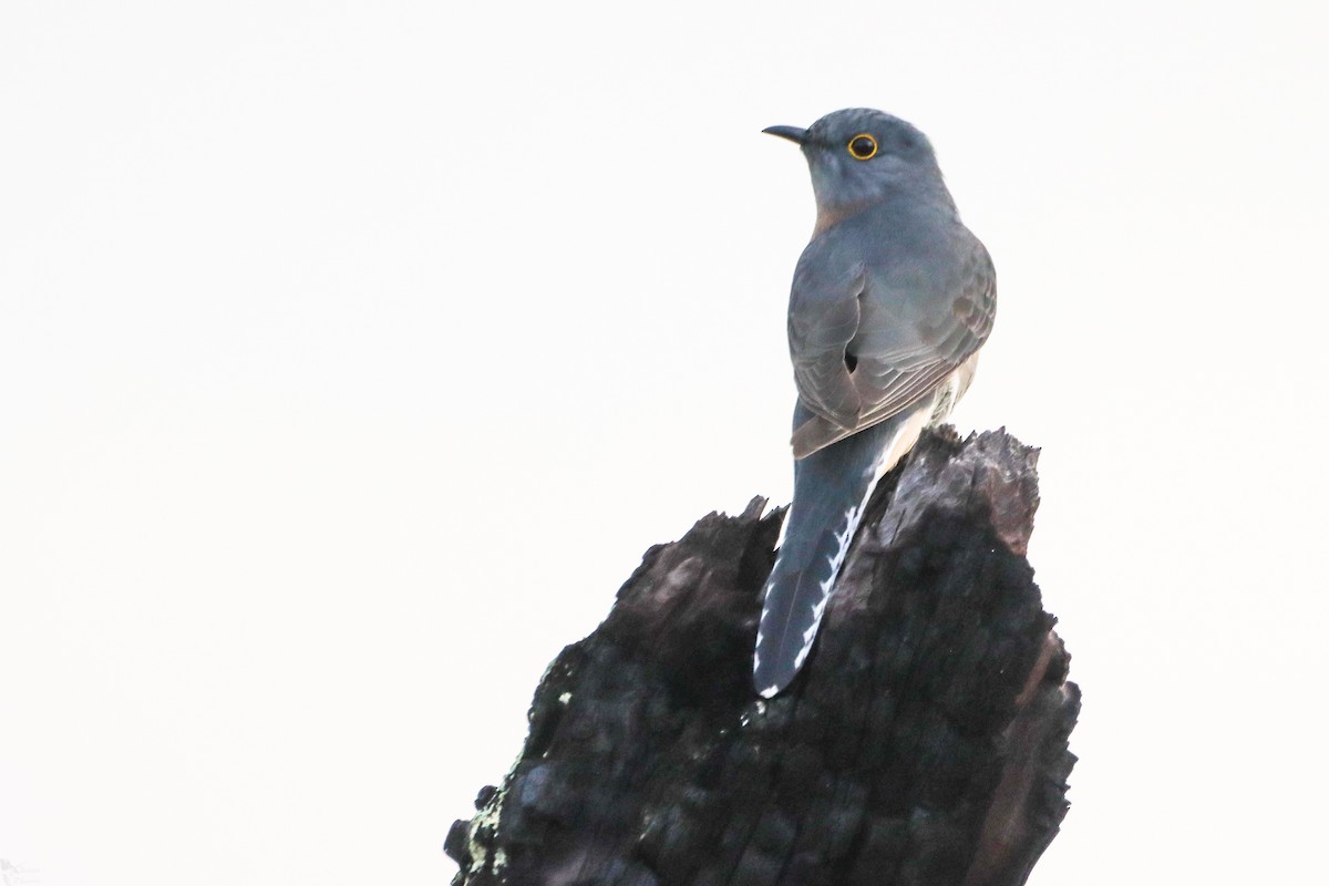 Fan-tailed Cuckoo - India I’Anson