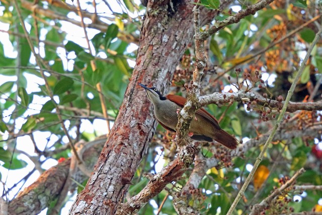 ジュウニセンフウチョウ Ebird