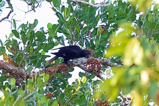  - Black Lory